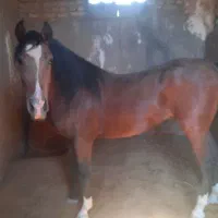 فروش یک عدد اسب نریون دره شور