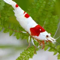 ماهی سرای نیشابور|ماهی|نیشابور, دارایی|دیوار