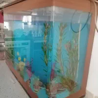 اکواریوم سالم بادرب چوبی وگلهای تزیینی وسنگ|ماهی|نیشابور, باغرود|دیوار