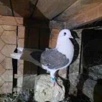 کبوتر گرفتنی|پرنده|قم, نیروگاه|دیوار