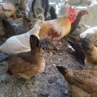 مرغ وخروس گلین