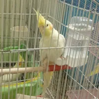 پرنده عروس هلندی جوجه|پرنده|شاهین‌شهر, حافظ شمالی|دیوار