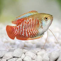 ماهی گورامی دارف وارداتی کلکسیونی نمایشی گرید ++A|ماهی|اراک, |دیوار