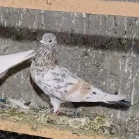 غریب گیری|پرنده|وحیدیه, |دیوار