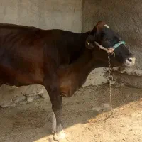 گاوباگوساله ماده|حیوانات مزرعه|زابل, |دیوار