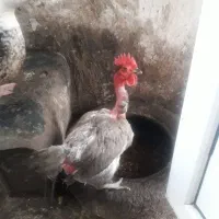 اردک اسراییلی وبرگ سیر در پیربازار|حیوانات مزرعه|پیربازار, |دیوار