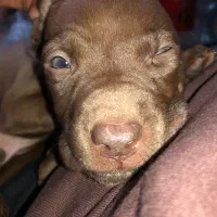 پیتبول رد نویز|سگ|اردبیل, |دیوار