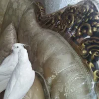 عروس هلندی البینو