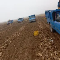 چغندر لبو|عمده‌فروشی|میاندوآب, |دیوار