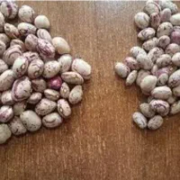 لوبیا چیتی رقم کوشا زیر قیمت