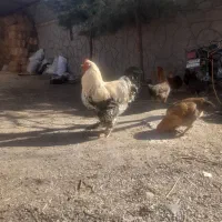 خروس لاری وبرهما