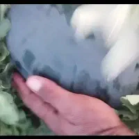 خربزه راک درجه یک هندوانه سیاه وهندوانه تو زرد
