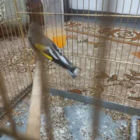 سلام سهره نر ۳ ساله ماده درشت