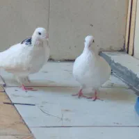 کبوتر
