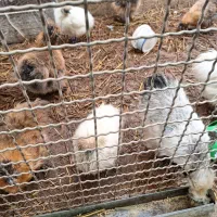 جوجهمرغ۲نژادگلینوابریشمی|حیوانات مزرعه|مشهد, چهارچشمه|دیوار