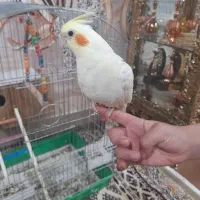 عروس هلندی لوتیتو و قفس و لانه