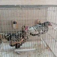 دو تا مرغ سپرایت سالم هرکدام ۹۸۰