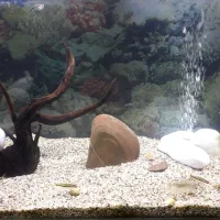 آکواریوم ماهیران شیشه خم