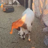 بز پاکستانی اصل با کهره|حیوانات مزرعه|هنزا, |دیوار