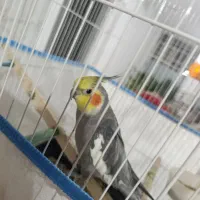 عروس هلندی با قفس