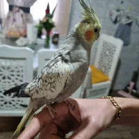 یک جفت عروس هلندی مولد|پرنده|شاهینشهر, گرگاب|دیوار