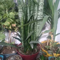 گلهای اپارتمان