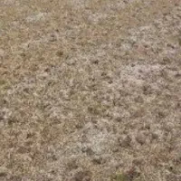 زمین فروشی در دولت آباد زاوه