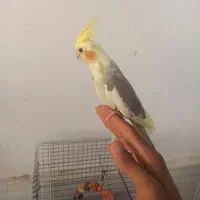 جفت عروس دستی مادع