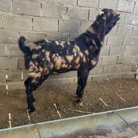 بز کل پاکستانی اصیل|حیوانات مزرعه|شاهرود, |دیوار