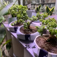 فروش انواع گیاه بنسای|گل و گیاه طبیعی|اصفهان, الهیه|دیوار