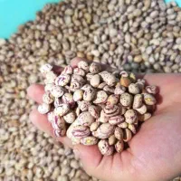 لوبیا چیتی درجه یک