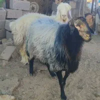 بره و قوچ هترو