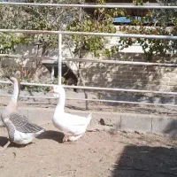 معاوضه قو غاز