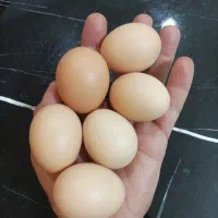 تخم مرغ رسمی تمام ارگانیک و نطفه دار