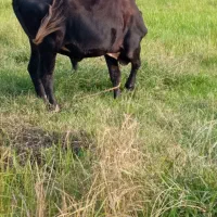 گاو نر حدود ۲۰ماهه خوش خوراک سر شاخ میزان|حیوانات مزرعه|رشت, پسیخان|دیوار