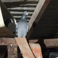 واگزاری پرنده  مسافتی وارداتی|پرنده|کرخه, |دیوار