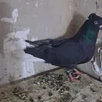 کفتر طوقی .دم سفید .ساده شیرازی|پرنده|گلبهار, |دیوار