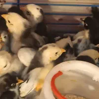 جوجه گلین لوری اصیل ریشو