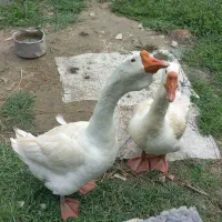 معاوضه یک قوغاز نر با ماده