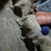 بره نر|حیوانات مزرعه|ایوان, |دیوار