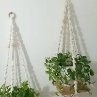 اویزگلدان|گل و گیاه طبیعی|رشت, انصاری|دیوار