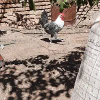 خروس براکل سیلور|حیوانات مزرعه|مشهد, محمدآباد|دیوار