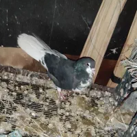 کبوتر خوشرنگ ماده|پرنده|دهدشت, |دیوار