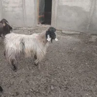 بز و میش فروشی