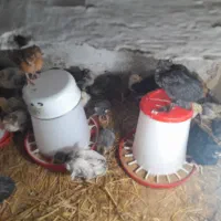 جوجه برهما|حیوانات مزرعه|رشت, جانبازان|دیوار