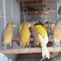 قناری نروماده پرستار