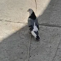 کفتر گمشده زاغ سبز