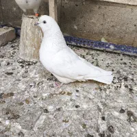 دوتا کفتر ماده