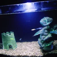 آکواریوم شیشه خم شرکتی با ماهی