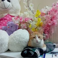 گربه یه سال نیمش هست